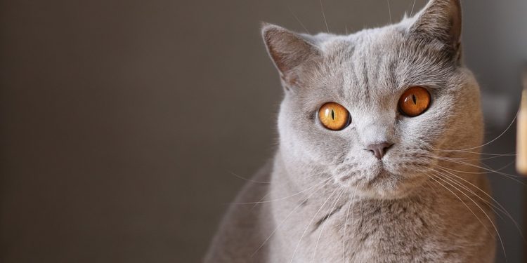 Purr-fecting Your Purr-tner: The Ultimate Guide to Cat Training