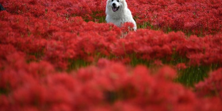 Rescued and Ready: Find Your Forever Companion through Dog Adoption