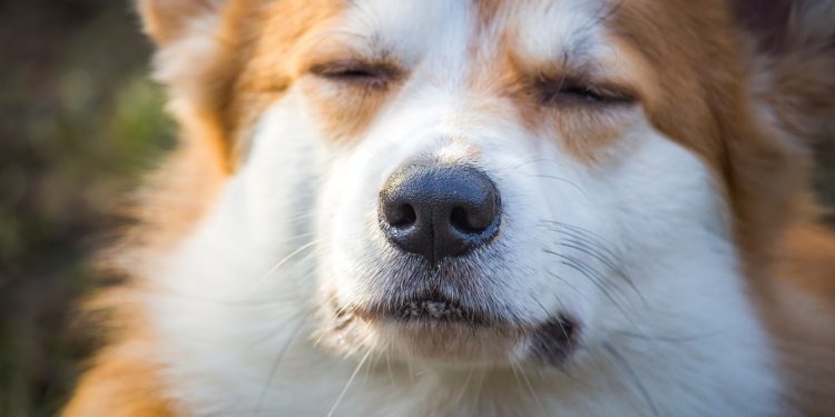 Finding Furever Love: Rescue Dogs Ready for Adoption