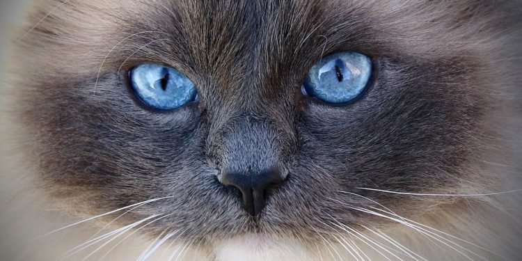 Purr-fect Potty Training: The Ultimate Guide to Cat Litter Training