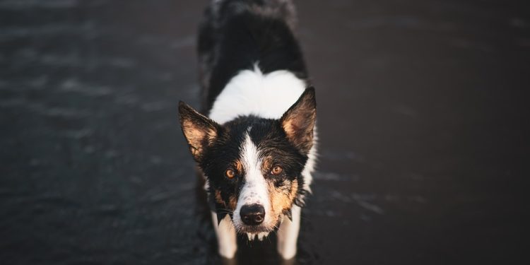 From Rescue to Family: Finding Your Furry Companion through Dog Adoption