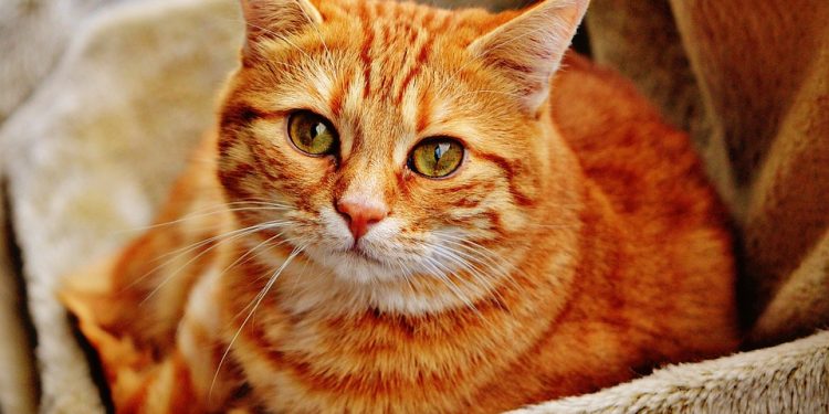 Mastering Feline Manners: The Essential Cat Training Commands