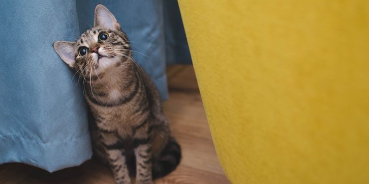 Unlocking Your Cat’s Full Potential: Mastering Advanced Training Techniques