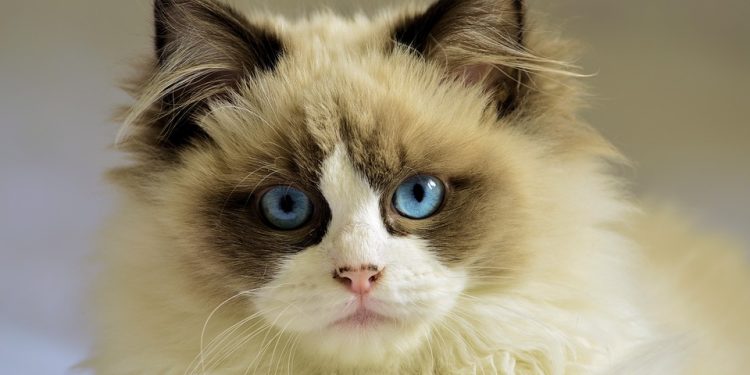 Mastering the Art of Cat Leash Training: A Comprehensive Guide for Happy and Healthy Feline Adventures