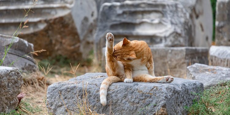 Purr-fecting Meow-tastic Cat Training Commands: A Guide to Feline Obedience