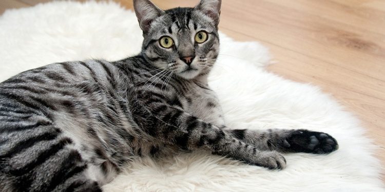 Purr-fectly Social: Mastering Cat Socialization Training