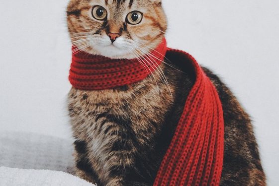 Purr-fectly Trained: A Guide to Teaching Your Cat New Tricks