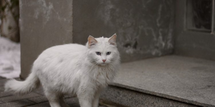 Pawsitive Progress: The Power of Positive Reinforcement in Cat Training