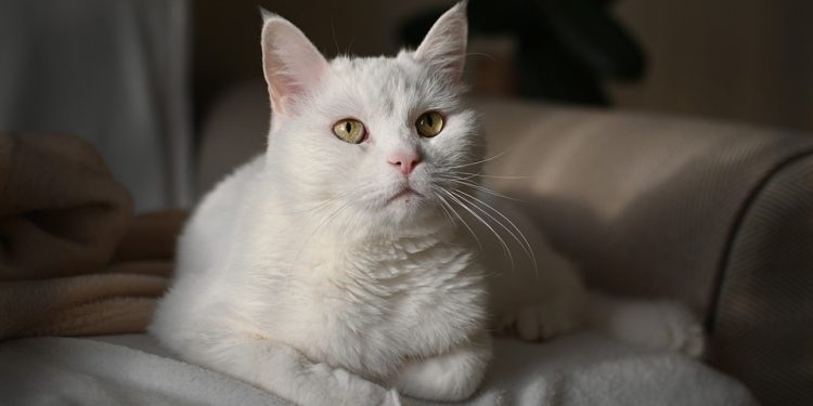 Purr-fecting Your Pawsome Pal: The Ultimate Guide to Cat Training