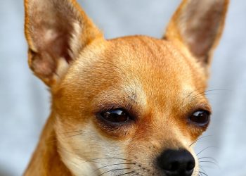 From Rescued to Rescuer: Heartwarming Tales of Dog Adoption Triumphs