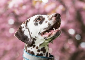 The Key to a Happy, Healthy Pup: Unleashing the Power of Top-Quality Dog Food Nutrition