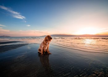 Unleashing Hope: Essential Tips for Successfully Adopting a Dog