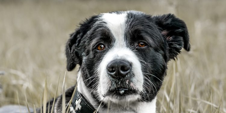 Pawsome Tips for Finding Your Furry Best Friend: A Guide to Successful Dog Adoption