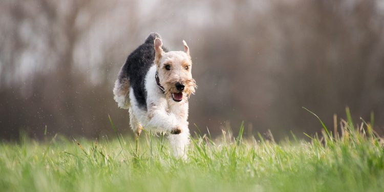 Tails of Triumph: Incredible Dog Adoption Success Stories That Will Warm Your Heart