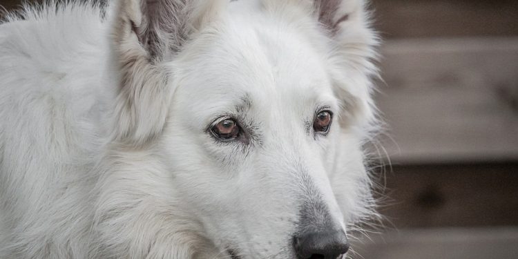 Pawsitively Perfect: A Guide to Finding Your Furry Family Member through Dog Adoption