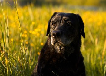 Unlocking the Power of Premium Dog Food Nutrition: A Guide for Pet Parents