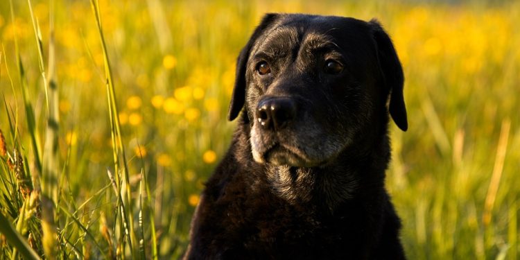 Unlocking the Power of Premium Dog Food Nutrition: A Guide for Pet Parents