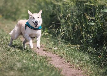 The Essential Guide to Adopting a Dog: Requirements and Responsibilities