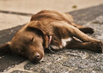 Unlocking Unconditional Love: Navigating the Dog Adoption Journey