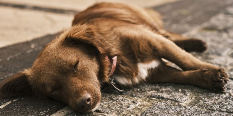 Unlocking Unconditional Love: Navigating the Dog Adoption Journey