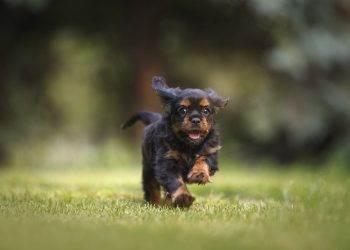 Find Your New Best Friend: Essential Tips for Successful Dog Adoption