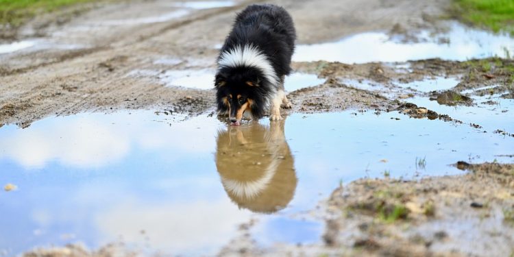 Pawsitive Tales: Heartwarming Dog Adoption Success Stories That Will Brighten Your Day