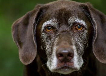 Heartwarming Tales: Understanding the Essential Requirements for Dog Adoption