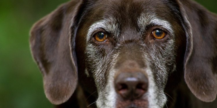 Heartwarming Tales: Understanding the Essential Requirements for Dog Adoption