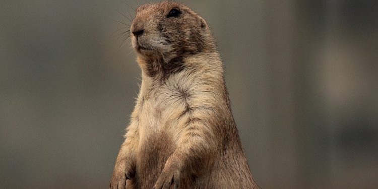 Must-Love Dogs: Essential Requirements for Your Perfect Pooch Adoption