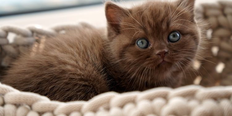 Purr-fecting Your Pawsome Partner: Essential Cat Training Tips for a Happy and Harmonious Home