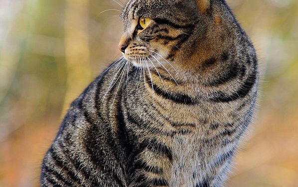 Purr-fecting the Basics: A Guide to Cat Training Success