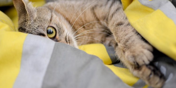 Feline Finishing School: Mastering Positive Reinforcement Cat Training for a Well-Behaved Kitty