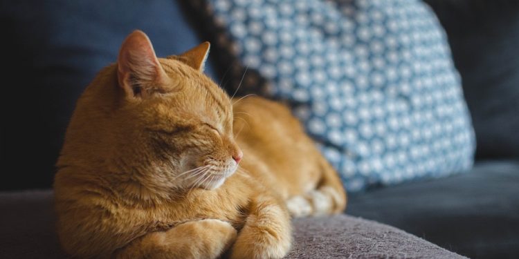 The Insiders Guide to Mastering Cat Behavior Training: Unlocking the Secrets to a Happy and Well-Behaved Feline