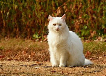 Mastering Feline Obedience: Essential Cat Training Commands