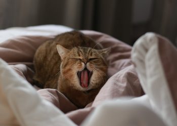 Mastering Cat Commands: The Key to a Well-Behaved Feline