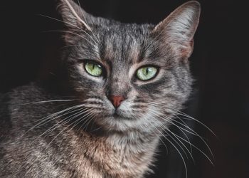 Mastering the Basics: A Guide to Training Your Feline Friend