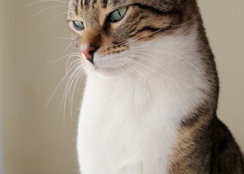 Mastering the Art of Cat Leash Training: A Step-by-Step Guide to Happier Walks and a Closer Bond