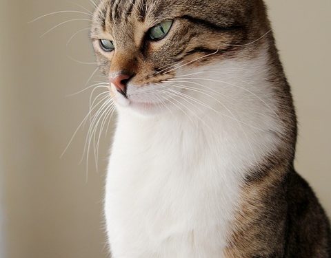 Mastering the Art of Cat Leash Training: A Step-by-Step Guide to Happier Walks and a Closer Bond