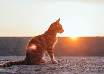 Purr-fecting Your Pawsome Friend: The Ultimate Guide to Cat Training
