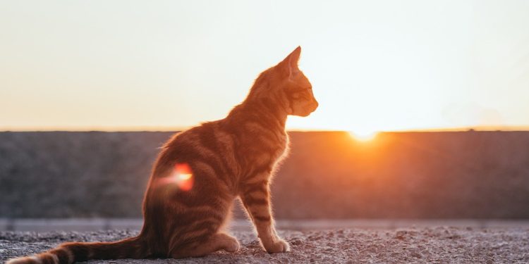 Purr-fecting Your Pawsome Friend: The Ultimate Guide to Cat Training