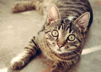 Mastering Feline Behavior: Advanced Techniques for Cat Training Success