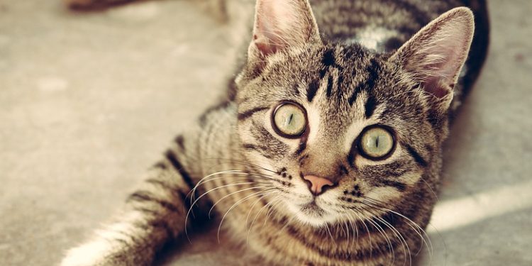 Mastering Feline Behavior: Advanced Techniques for Cat Training Success