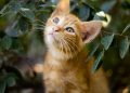 Purrfection Unleashed: The Ultimate Guide to Cat Obedience Training