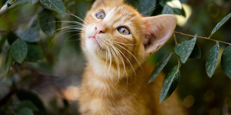 Purrfection Unleashed: The Ultimate Guide to Cat Obedience Training