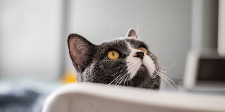 Purrfecting Your Pet: The Ultimate Guide to Cat Training Success