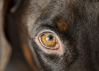 Find Your Furry Soul Mate: Expert Tips for Successful Dog Adoption