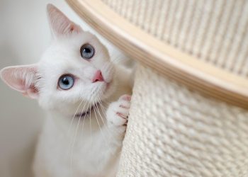 The Purr-fect Guide: Mastering Cat Behavior Training Techniques