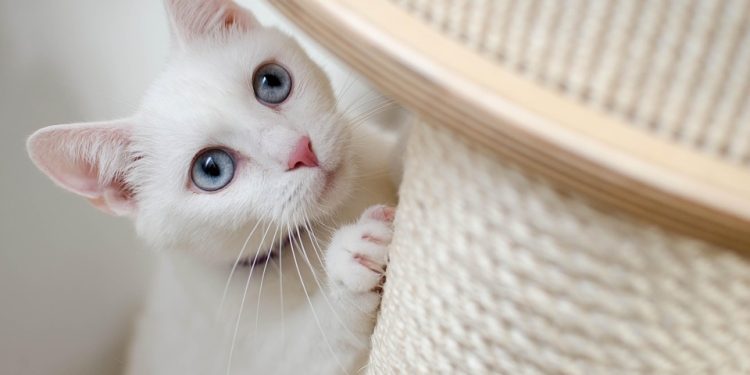 The Purr-fect Guide: Mastering Cat Behavior Training Techniques
