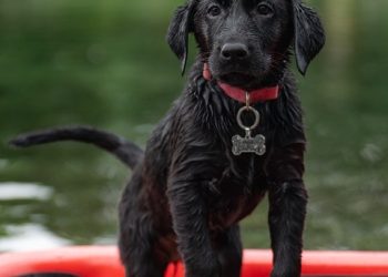 Paws for a Cause: Navigating the Dog Adoption Journey