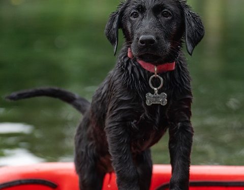 Paws for a Cause: Navigating the Dog Adoption Journey